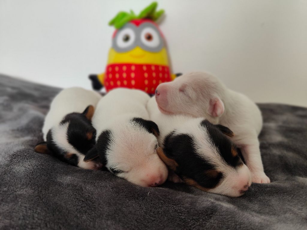 chiot Parson Russell Terrier de la Plaine de Majalis